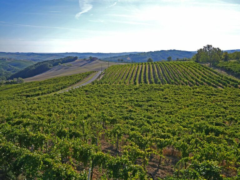 In Piemonte 1,8 milioni per la transizione all’agricoltura biologica