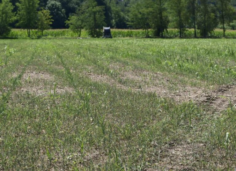 Solinas “Intervento straordinario per l’agricoltura in Sardegna”