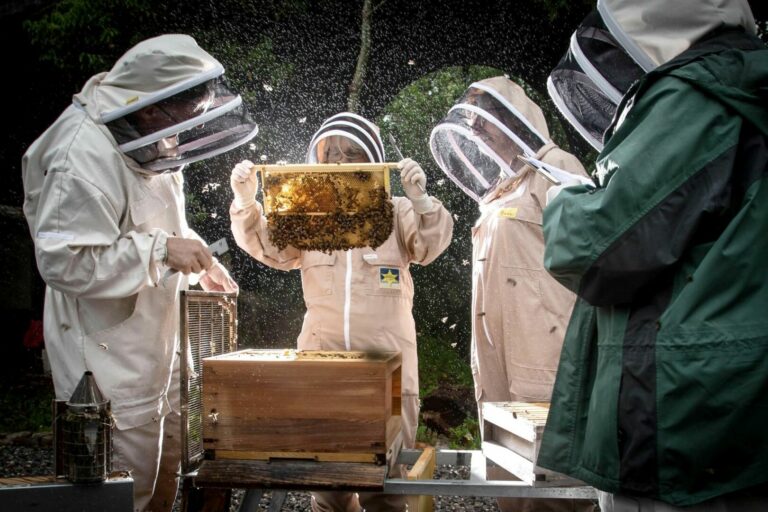 Dalla Regione Lazio 2,5 milioni per gli apicoltori
