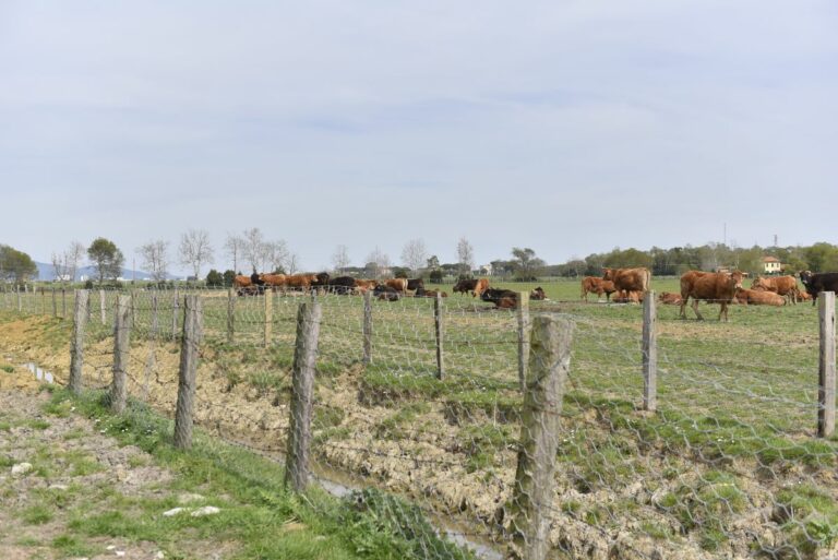 300 milioni di euro per i nuovi bandi per lo sviluppo rurale