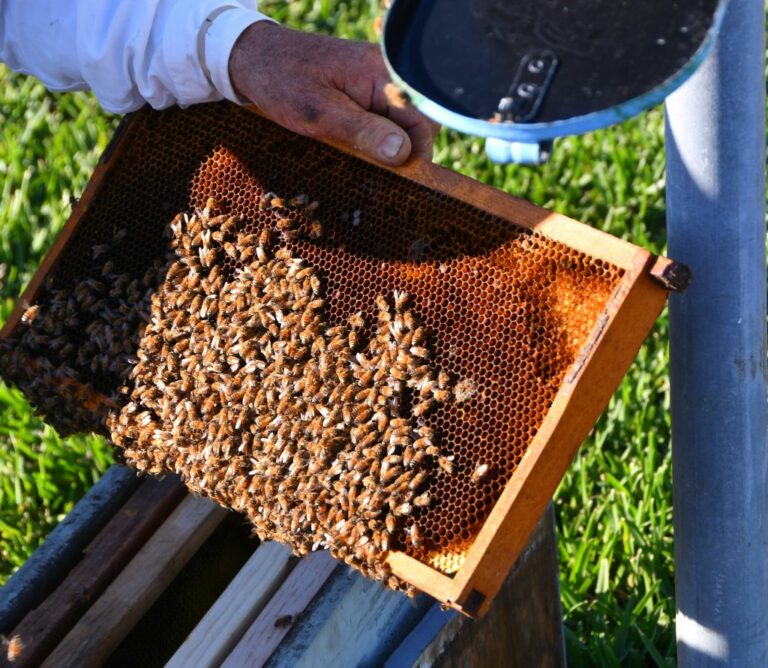 Api, quasi 500 mila euro di aiuti alla Bee Economy in Puglia