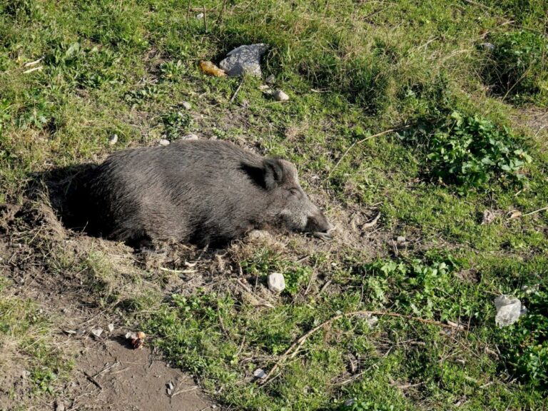 Regione Piemonte chiede unitarietà su gestione peste suina