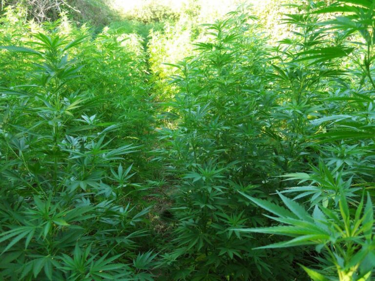 Malta, Sicilian sentenced to 14 years following a drug bust 4 years agO