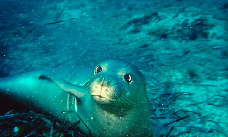 Università Bicocca, ridisegnata mappa distribuzione della foca monaca