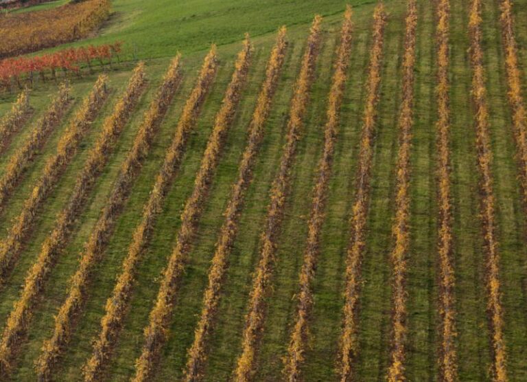In Valle d’Aosta al via domande per l’autorizzazione all’impianto di nuovi vigneti