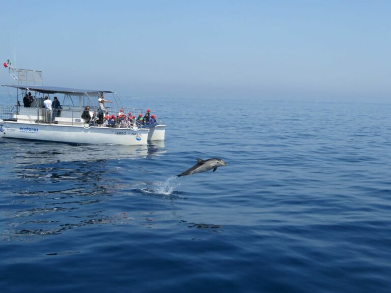 Intelligenze artificiali per studiare i cetacei nel Golfo di Taranto