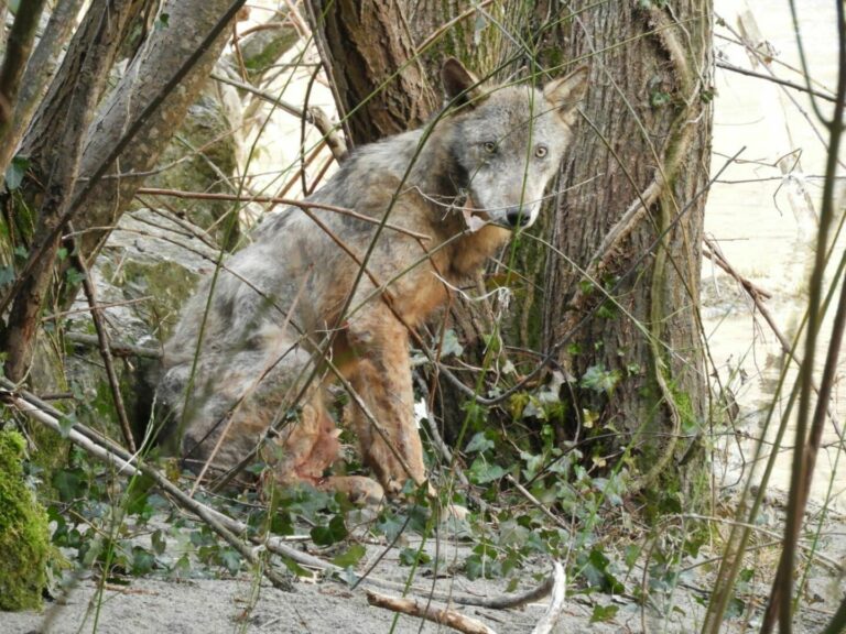 Un lupo ferito con gli arti fratturati salvato in Irpinia