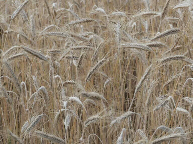 Distretti agro-alimentari, export +14,1% nei primi 9 mesi del 2022