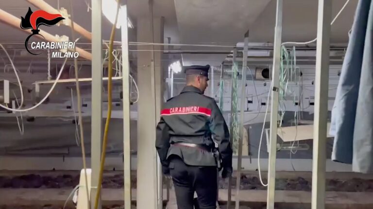 Milano, trovata serra clandestina di marijuana. Tre arresti