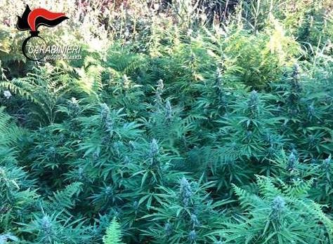 Piantagione di marijuana tra i boschi nel Reggino, due arresti