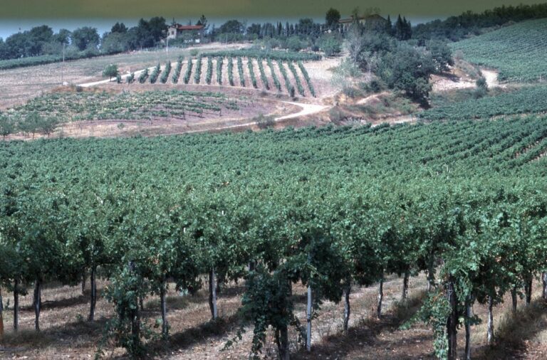 Toscana, Assessore Saccardi inaugura corso Donne del Vino