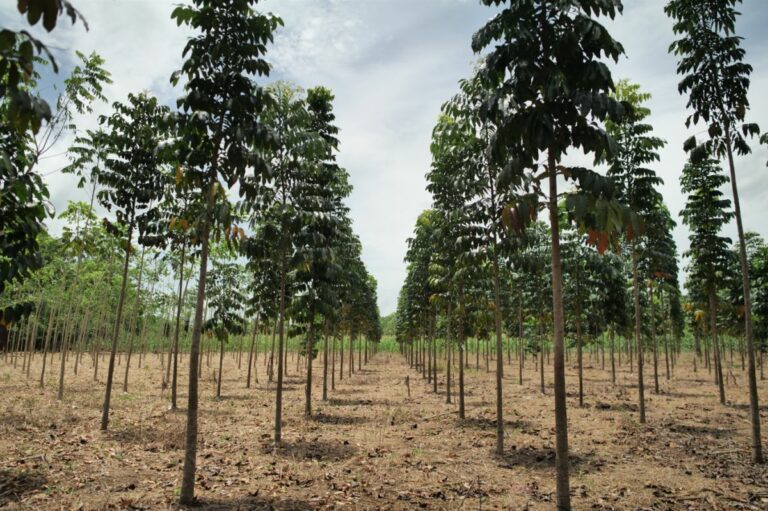 Flowe triplica il suo impegno per la riforestazione in Guatemala