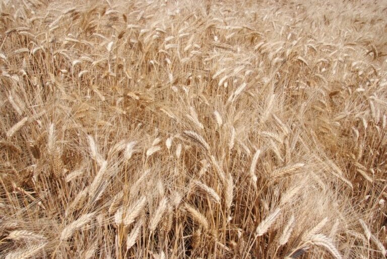 Ukraine, grain export agreement extended for two months