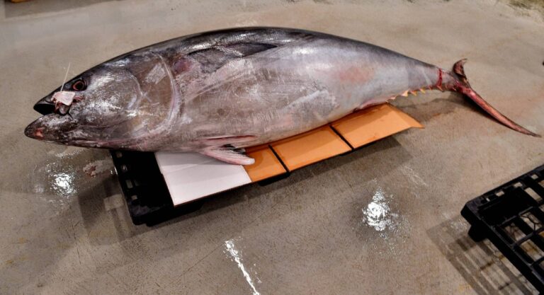 Malta eyes Chine to export tuna