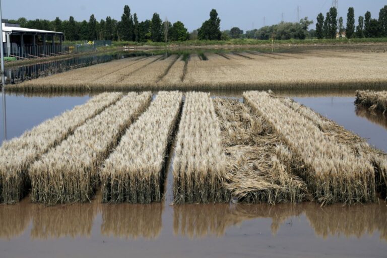 Mammi “L’agricoltura riparte solo con ristori certi”
