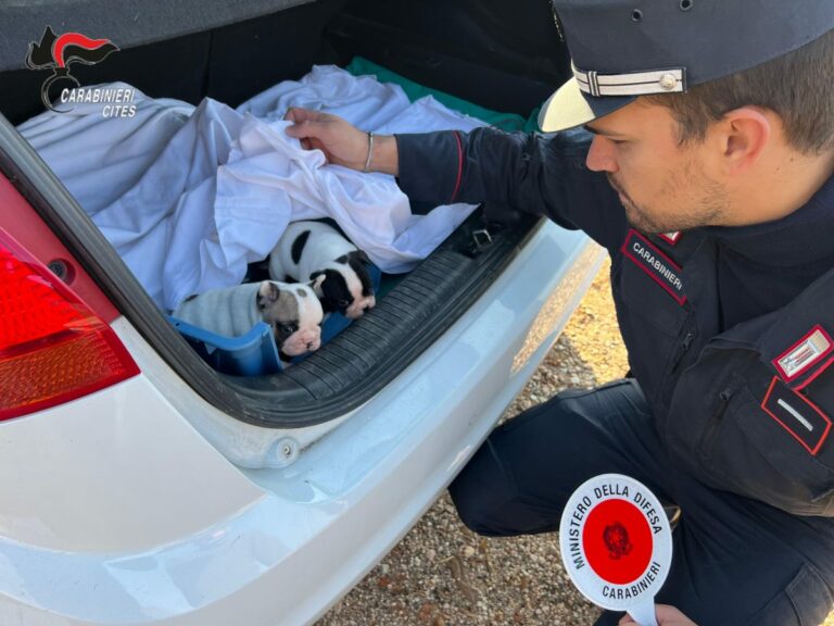 Verona, sgominato un traffico di cuccioli dalla Romania