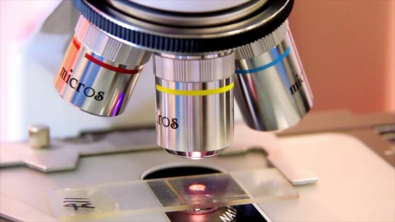 Microbiota intestinale, una dieta varia per tenerlo in buona salute