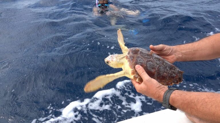 In Sardegna liberato “Carletto”, giovane esemplare di Caretta caretta