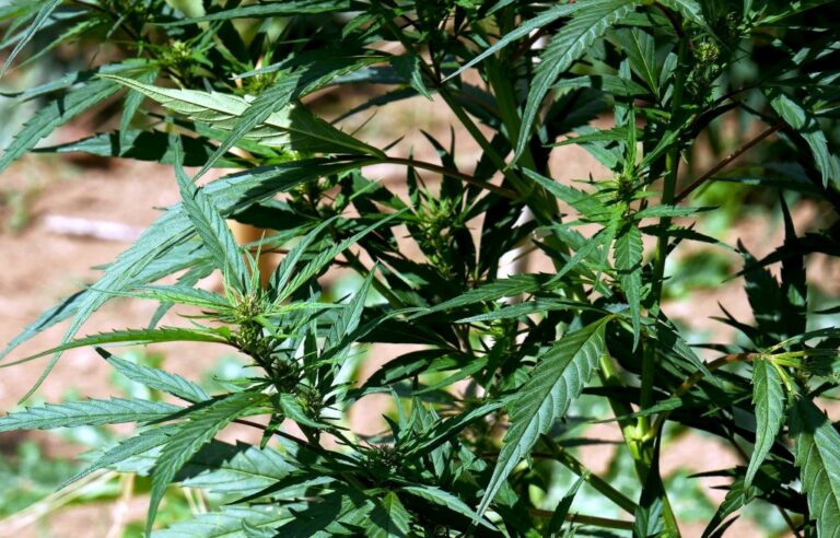 Malta, sicilian held under arrest following drug bust