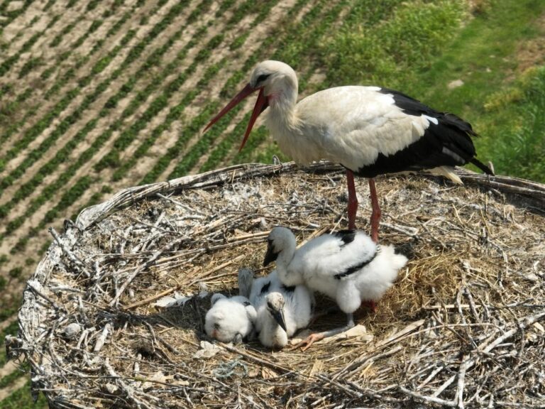 Si allarga la famiglia di cicogne del comune di Carpiano