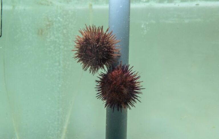 Malta, moratorium of two years on the collection of sea urchins