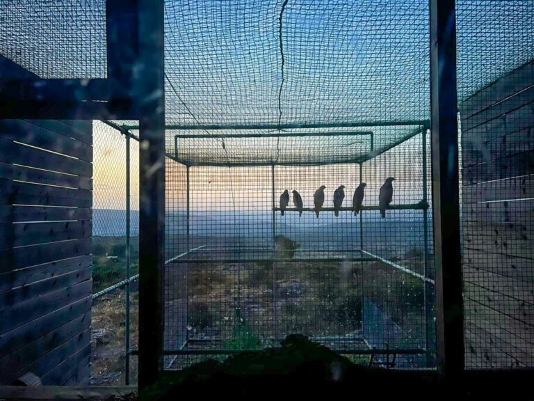 Rilasciate a Bosa sei Aquile di Bonelli