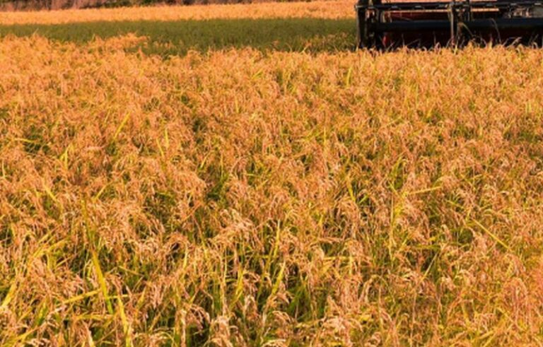 Tunisia, 87.1 million dollars loan to develop the cereals sector