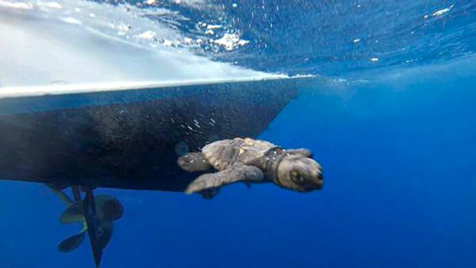 Terracina, la Guardia Costiera scorta a largo e rilascia assieme ai volontari di Sea Shepherd una nidiata di tartarughe marine.