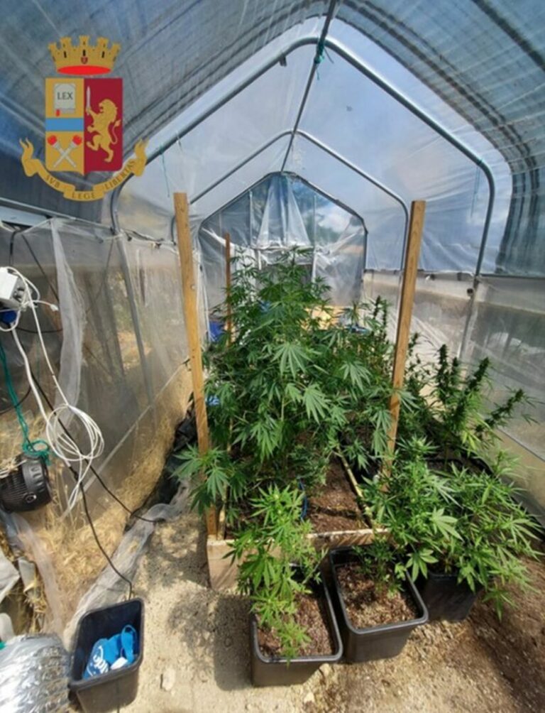 Oltre 17 kg di droga sorvegliati da cani, 4 arresti