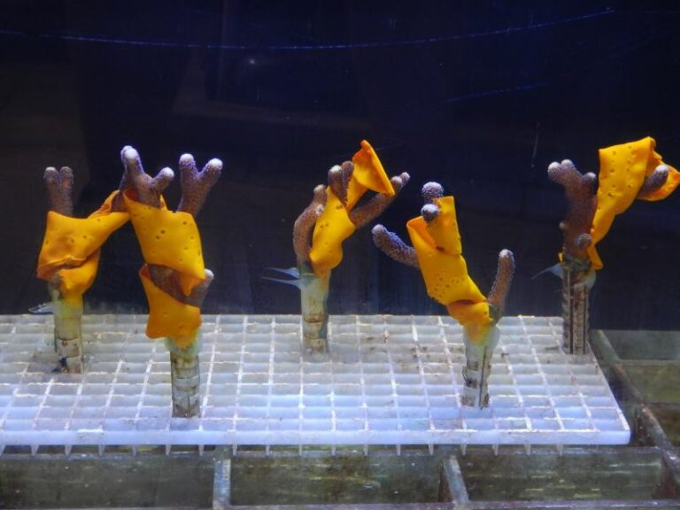 Dalla natura una soluzione per salvare i coralli dai cambiamenti climatici