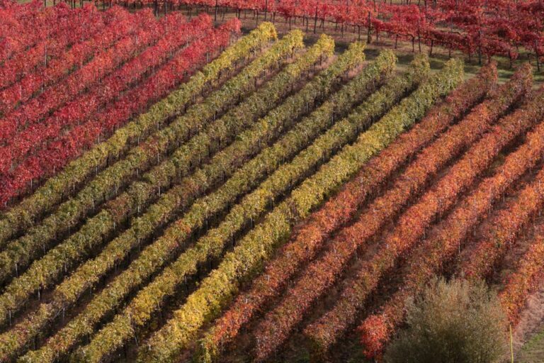 Nel Lazio numeri da record per richieste autorizzazioni di nuovi vigneti