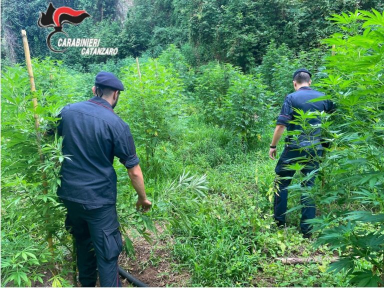 Piantagione di marijuana scoperta a Lamezia Terme, sequestrate 1200 piante