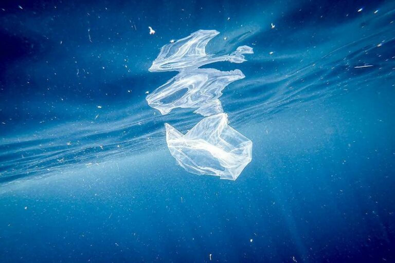 Nel Mediterraneo uccelli a rischio a causa della plastica marina