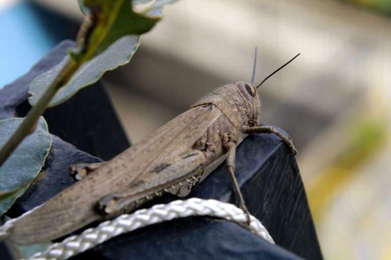 Satta “La nostra lotta alle cavallette funziona”