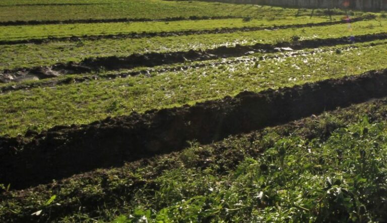 Agricoltura, Satta “Ristori per le zone duramente colpite ad agosto 2022 in Sardegna”