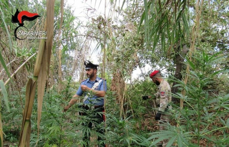 In Aspromonte rinvenute 2 piantagioni di marijuana dal valore di 2 milioni