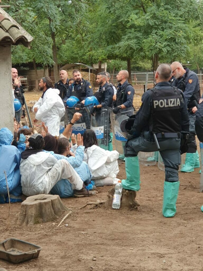 Peste suina, irruzione Polizia e Ast a rifugio Pavia. Abbattuti maiali