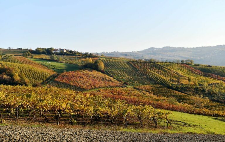 Confagricoltura, in Puglia vendemmia di buona qualità ma servono aiuti