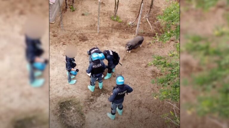 Peste suina, diffuso in rete il video su soppressione maiali a Pavia