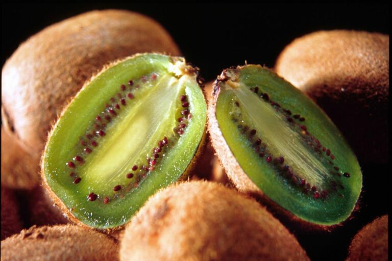 Moria del Kiwi, Righini “Già attivi per richiesta stato di calamità”