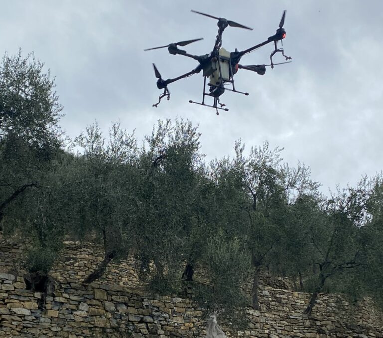 Liguria, Piana “Grande attenzione alla tutela delle nostre olive”
