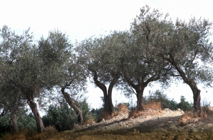 AGRICOLTURA BOTANICA PIANTE DI ULIVO ULIVETO
