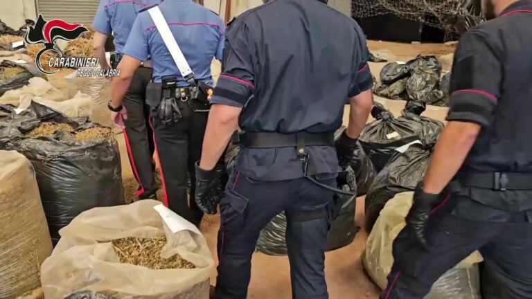Reggio calabria, sequestrate 3 tonnellate di cannabis