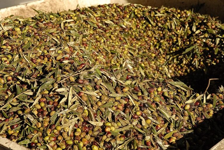 Consiglio approva legge sulle attività enoturistiche e oleoturistiche