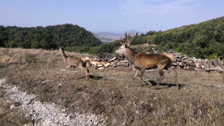 Esemplari di cervi trasferiti nella foresta di Fossa Cupa in Basilicata