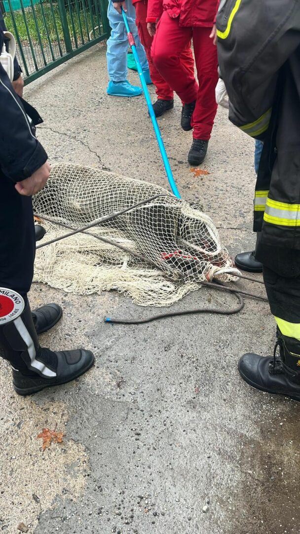 Milano, cinghiale catturato dopo un bagno in Darsena