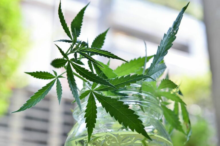 Malta, first licenses issued to cultivate cannabis for non-medical use