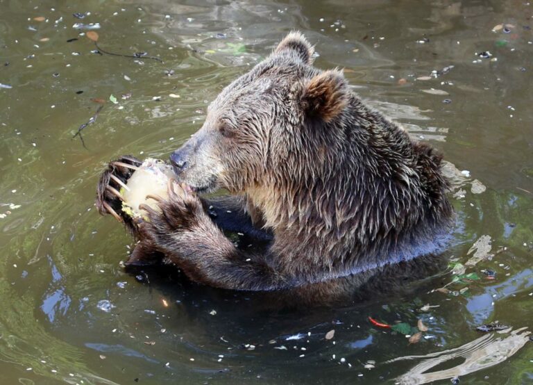 Fauna selvatica, Uci “Incidenti perchè manca habitat naturale”