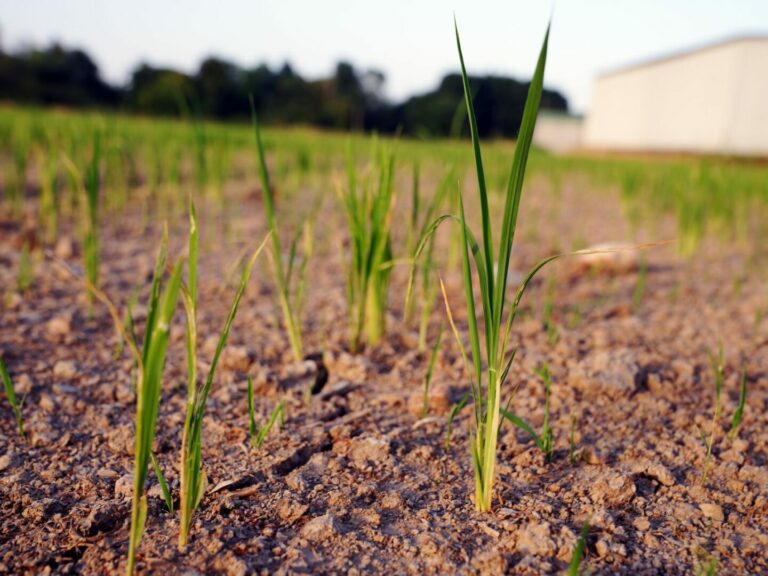 Confagricoltura “Continua a salire il conto dei danni in agricoltura”