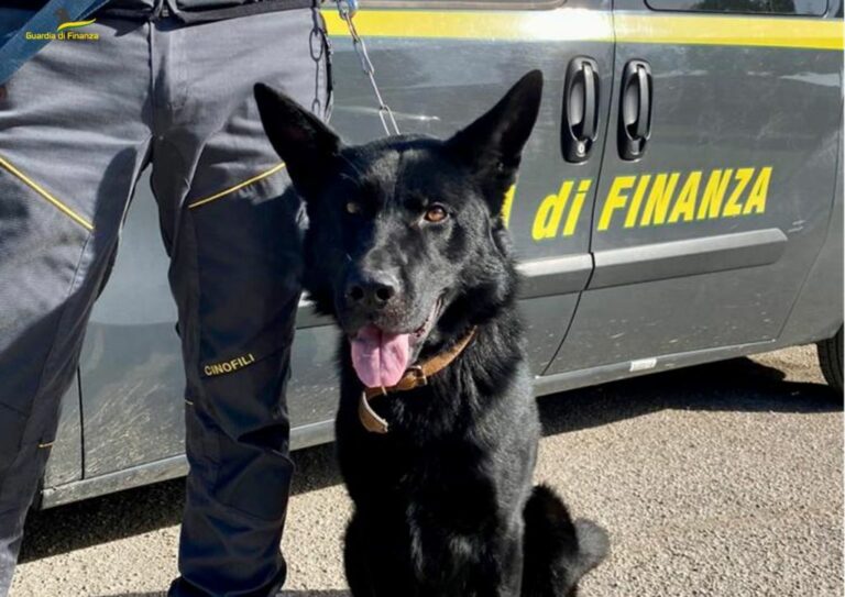 Sequestrati 150 kg di droga nel foggiano, 11 arresti